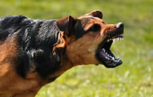 Can I Sue for Being Bitten By A Dog?
