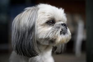 Preventing Dog Bites