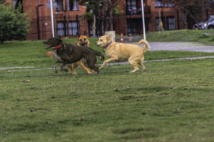 Personal Injury Claims for Injuries at Dog Parks: Who’s Responsible?